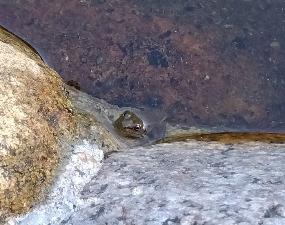 入院日記：まえがき～病院という名の収容所！？～